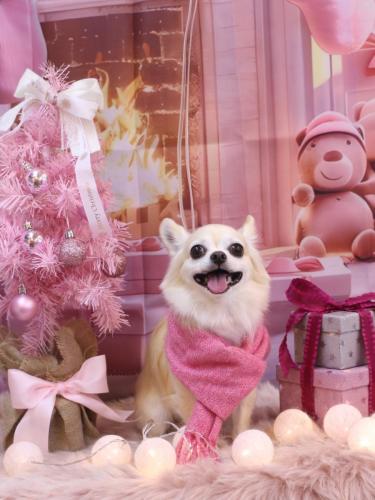 20241212ミルクちゃん